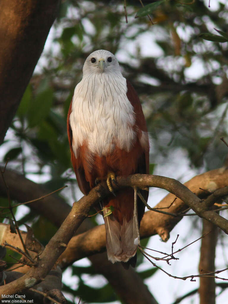 Brahminy Kiteadult