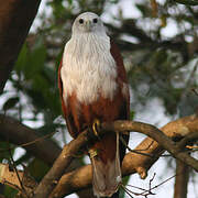 Brahminy Kite