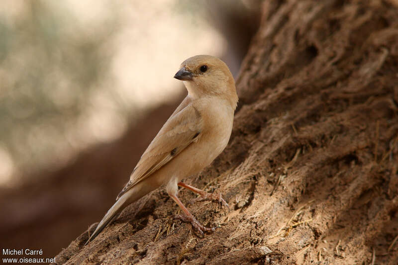 Desert Sparrow female adult, identification