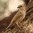 Moineau blanc