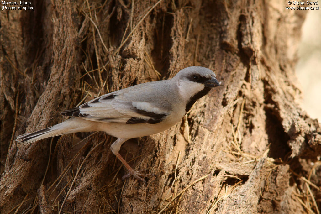 Desert Sparrow male adult