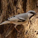 Moineau blanc