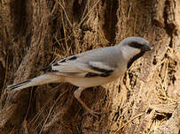 Moineau blanc