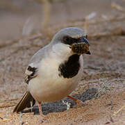 Desert Sparrow