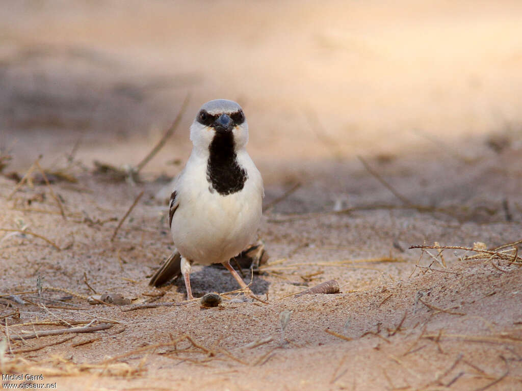 Moineau blanc mâle adulte, portrait