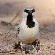 Desert Sparrow