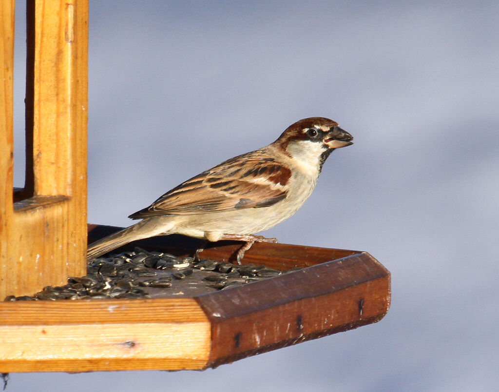 Italian Sparrow