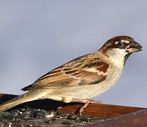 Italian Sparrow