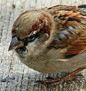 House Sparrow