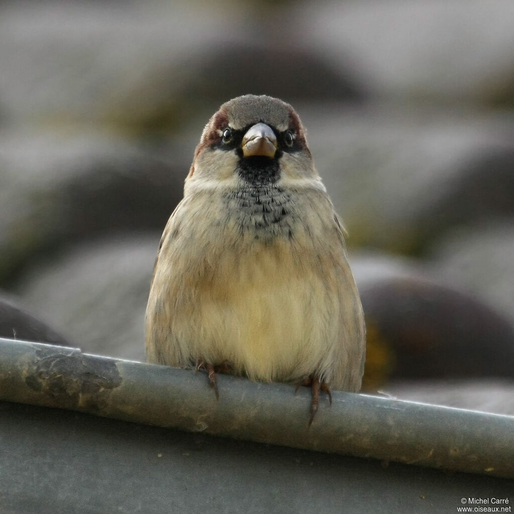 Moineau domestique mâle adulte