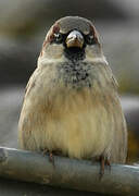 House Sparrow