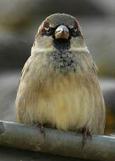 Moineau domestique