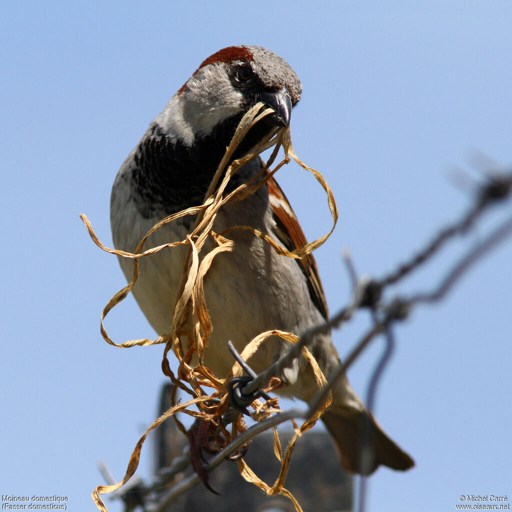 House Sparrow male adult