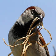 House Sparrow