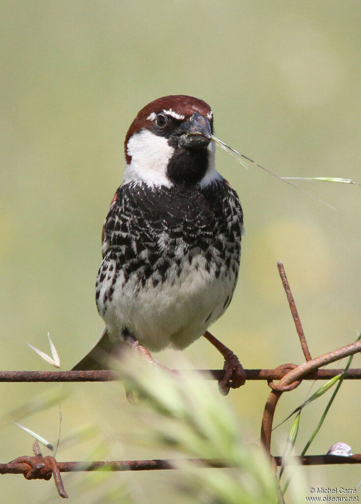 Moineau espagnol mâle adulte