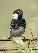 Spanish Sparrow