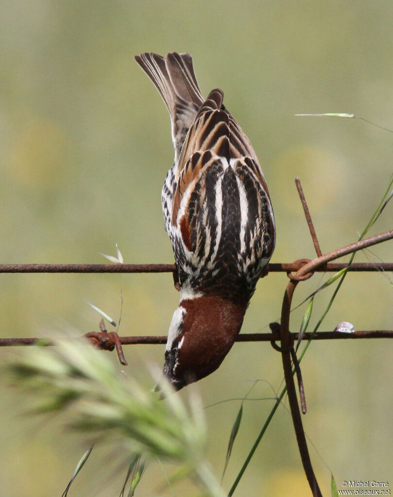 Moineau espagnol mâle adulte