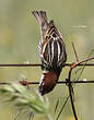 Moineau espagnol