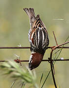 Spanish Sparrow