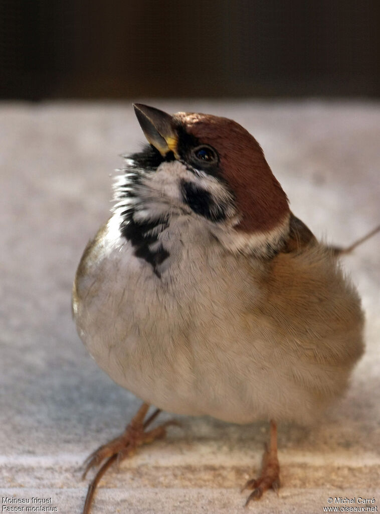 Eurasian Tree Sparrowadult