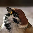 Moineau friquet