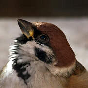 Eurasian Tree Sparrow