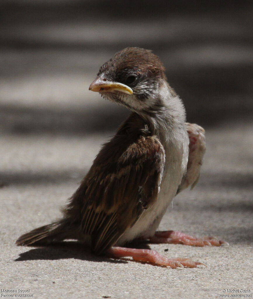 Moineau friquetjuvénile