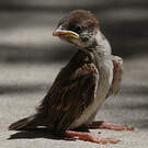 Moineau friquet