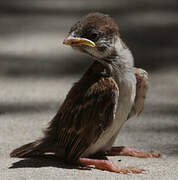 Eurasian Tree Sparrow