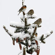 Rock Sparrow