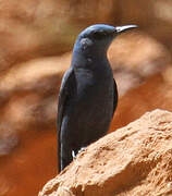 Blue Rock Thrush