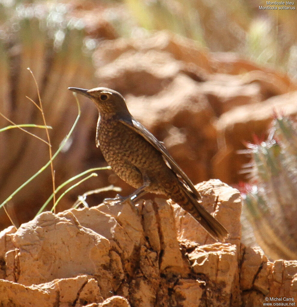 Blue Rock Thrush female adult