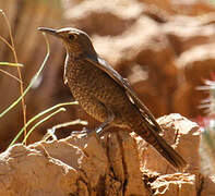 Blue Rock Thrush