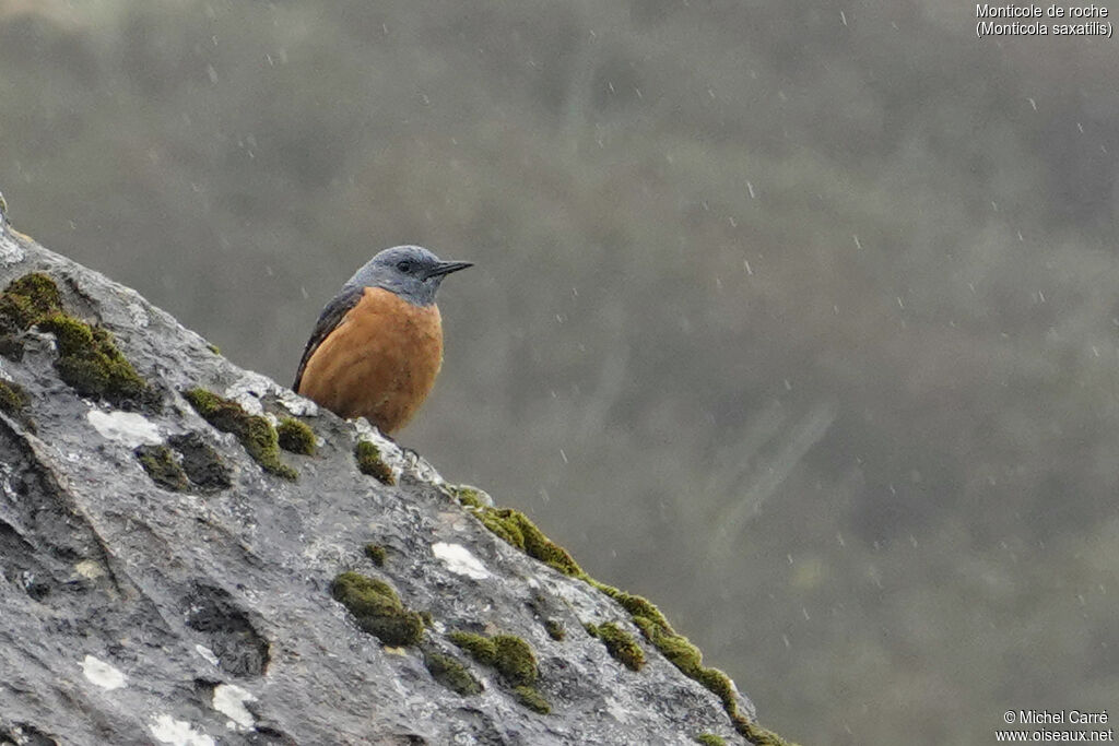 Common Rock Thrush male adult