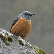 Common Rock Thrush