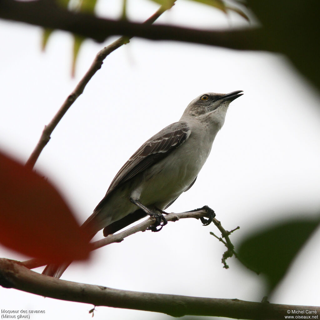 Tropical Mockingbird