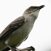 Tropical Mockingbird