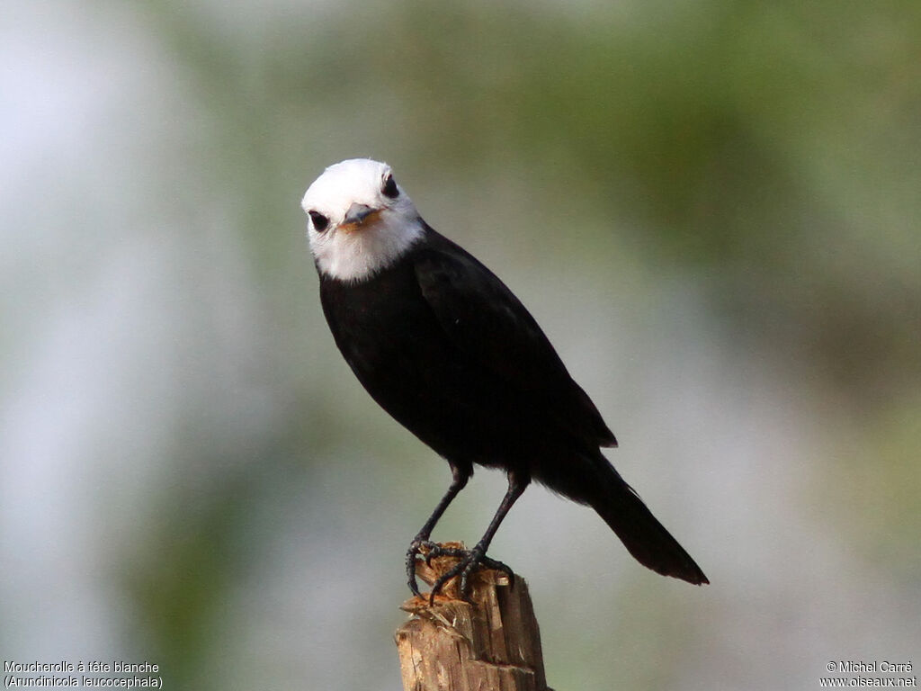 White-headed Marsh Tyrant male adult