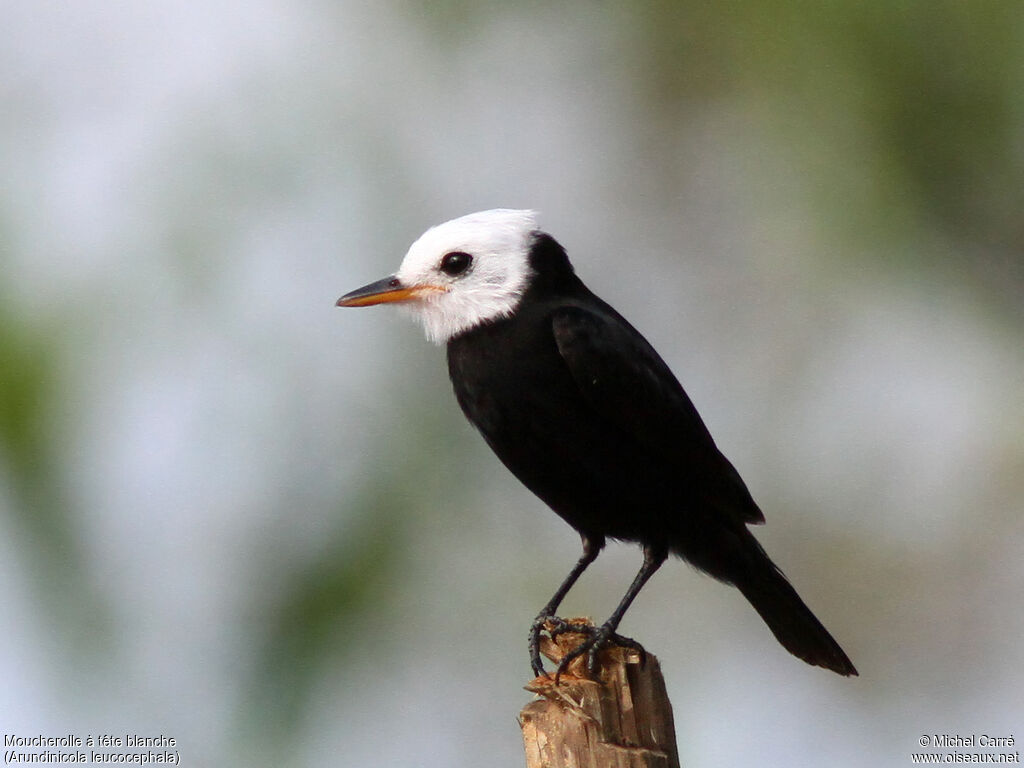 White-headed Marsh Tyrant male adult