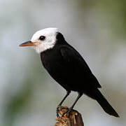 White-headed Marsh Tyrant