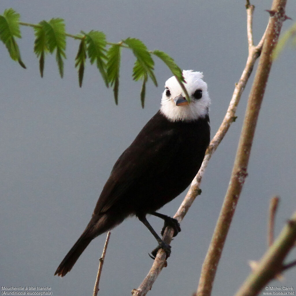 White-headed Marsh Tyrant male adult