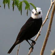 White-headed Marsh Tyrant