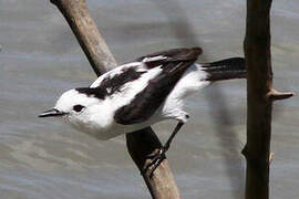 Pied Water Tyrant