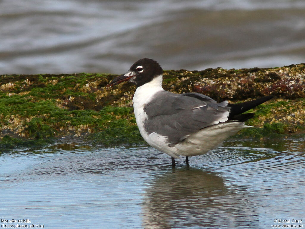 Mouette atricilleadulte