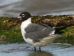 Mouette atricille