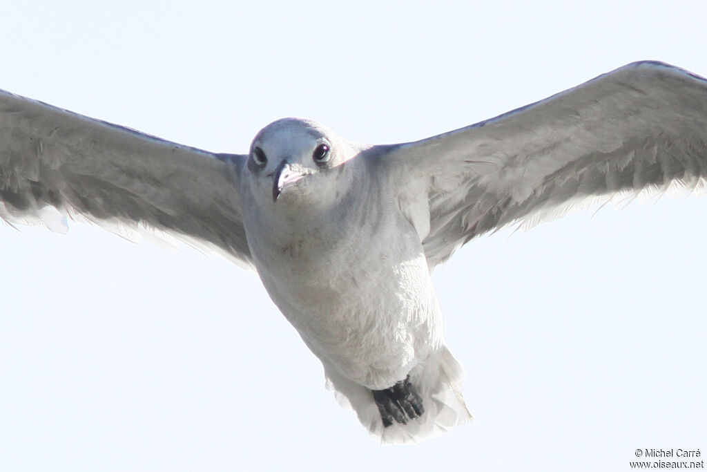 Laughing Gull