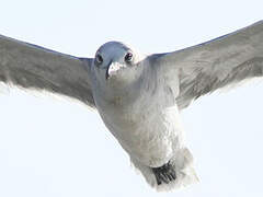 Mouette atricille