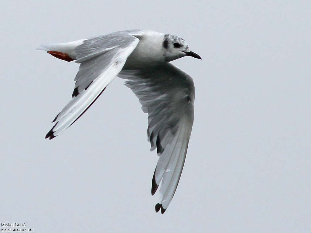 Mouette de Bonaparteadulte transition, mue, Vol