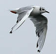 Mouette de Bonaparte