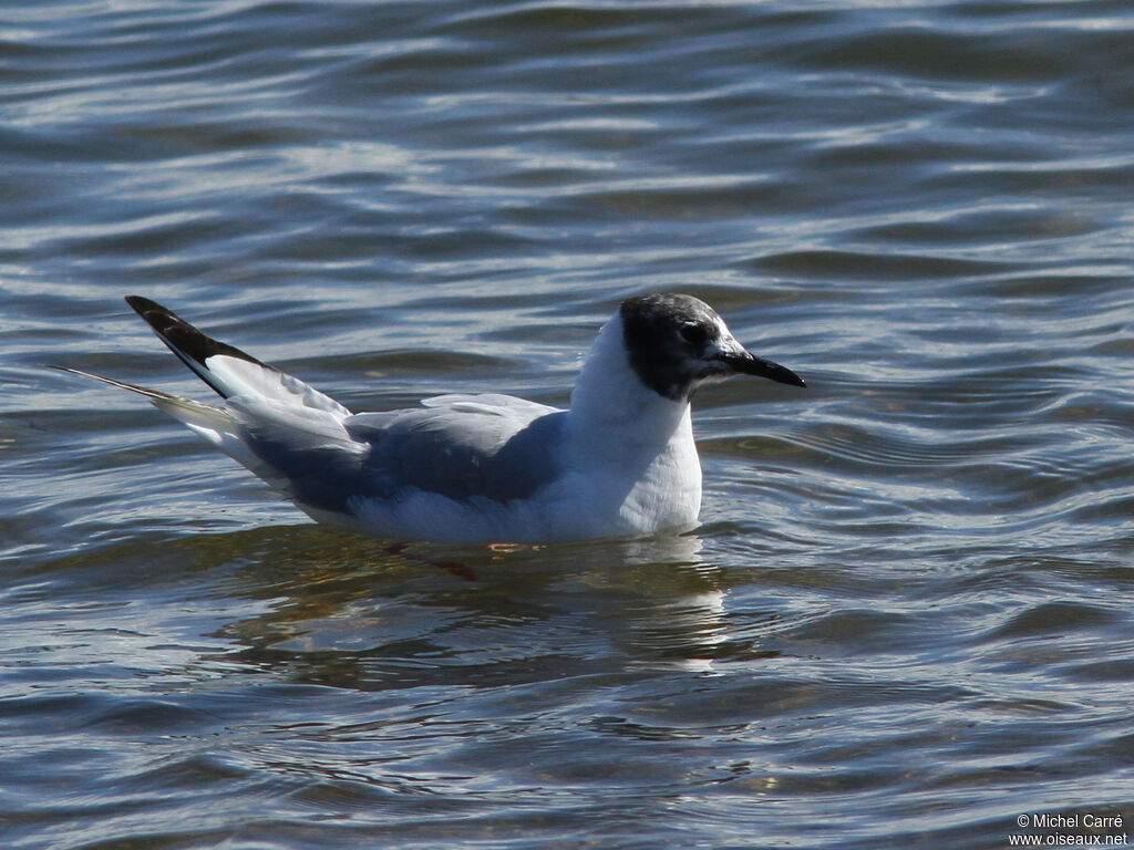 Mouette de Bonaparteadulte nuptial